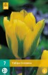 tulipan FORMOSA